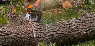 Best Tree Trimming and Pruning  in Santa Clara, UT