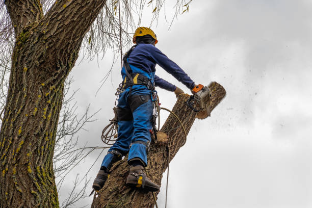 How Our Tree Care Process Works  in  Santa Clara, UT