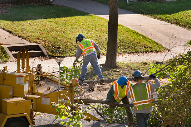 Best Tree Disease Treatment  in Santa Clara, UT