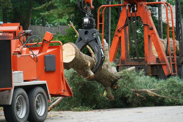 Best Tree Removal  in Santa Clara, UT