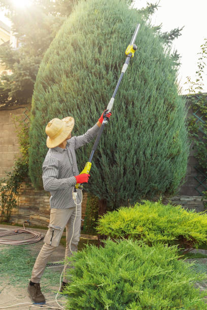 Leaf Removal in Santa Clara, UT